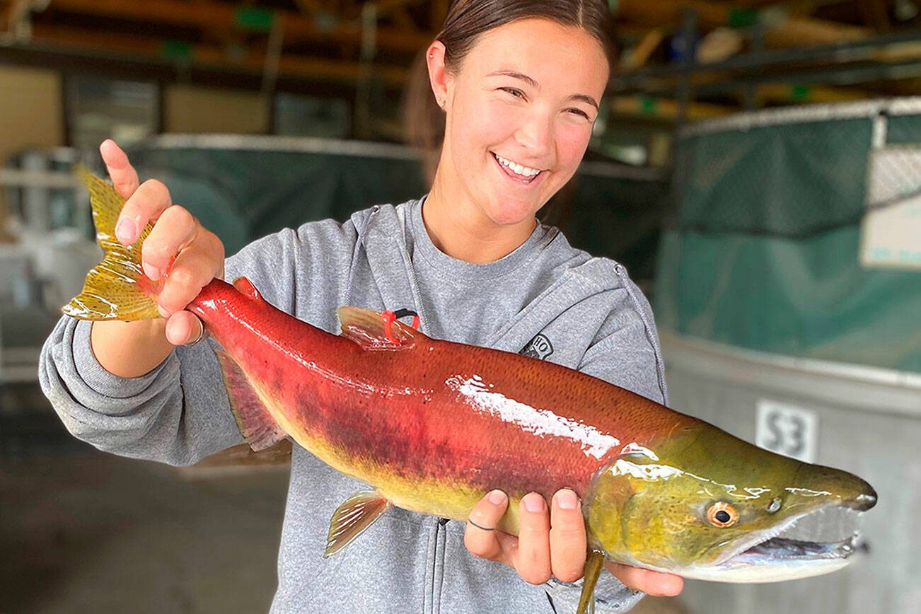 FILE — In this Sept. 17, 2020 file photo, provided by the Idaho Department of Fish and Game, Chelbee Rosenkrance, of the Idaho Department of Fish and Game, holds a male sockeye salmon at the Eagle Fish Hatchery in Eagle, Idaho. Wildlife officials said Tuesday, Aug. 10, 2021, that an emergency trap-and-truck operation of Idaho-bound endangered sockeye salmon, due to high water temperatures in the Snake and Salomon rivers, netted enough fish at the Granite Dam in eastern Washington, last month, to sustain an elaborate hatchery program. (Travis Brown/Idaho Department of Fish and Game via AP, File)