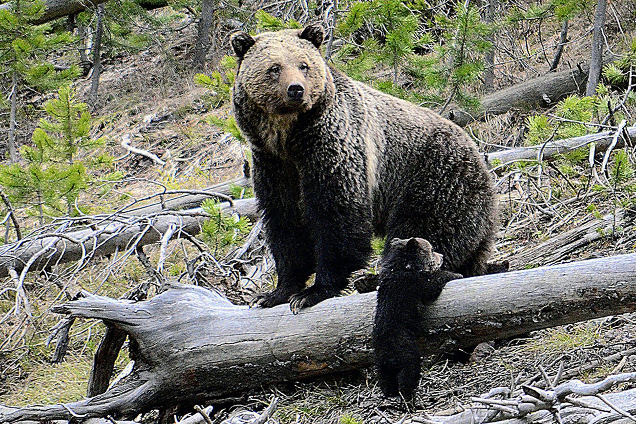 FILE - This April 29, 2019 file photo provided by the United States Geological Survey shows a grizzly bear and a cub along the Gibbon River in Yellowstone National Park, Wyo. Wildlife advocates are seeking a court order that would force U.S. officials to consider if grizzly bears should be restored to more Western states following the animals' resurgence in the Northern Rockies.  (Frank van Manen/The United States Geological Survey via AP,File)