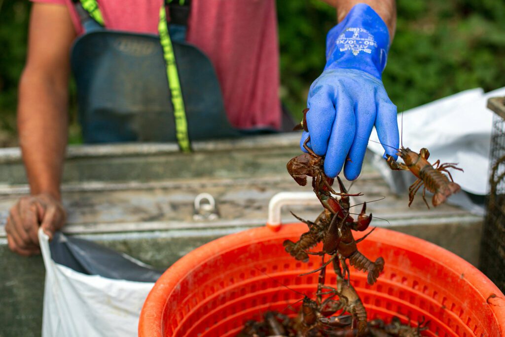A handful of signal crawfish pinch fisherman Ithamar Glumac’s gloved hand as he bags a few pounds of the crustaceans after a morning of collecting traps on the Snohomish River on Tuesday, Sept. 19, 2023, near Snohomish, Washington. (Ryan Berry / The Herald)
