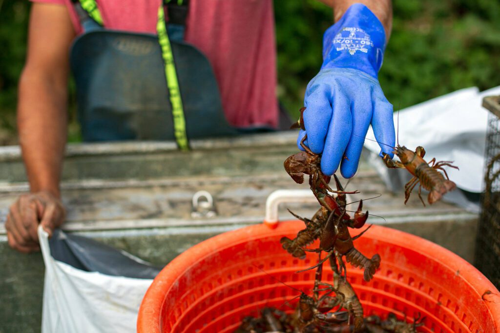 A handful of signal crawfish pinch fisherman Ithamar Glumac’s gloved hand as he bags a few pounds of the crustaceans after a morning of collecting traps on the Snohomish River on Tuesday, Sept. 19, 2023, near Snohomish, Washington. (Ryan Berry / The Herald)
