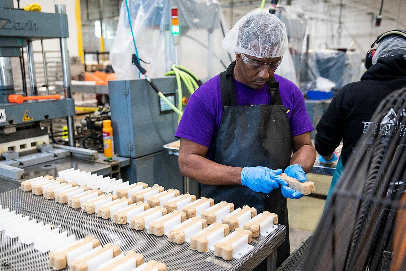 Yansi De La Cruz molds a cheese mixture into bone shapes at Himalayan Dog Chew on Thursday, Sept. 21, 2023 in Arlington, Washington. (Olivia Vanni / The Herald)