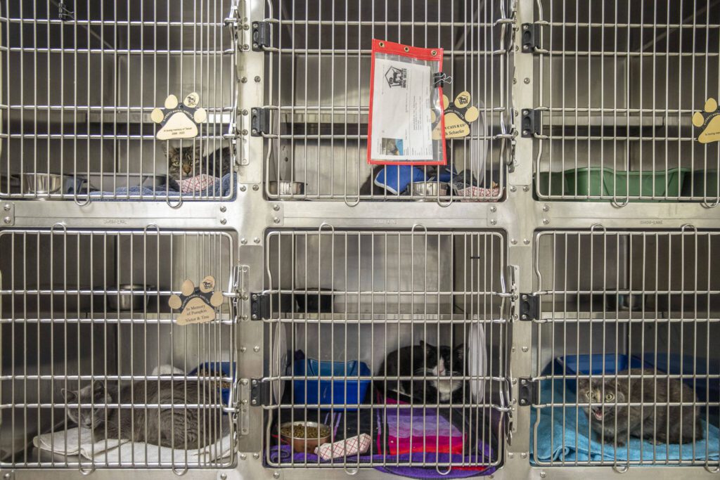 A handful of sick cats lay in their separate kennels as they are treated with medications to get them healthy so they can be put up for adoption on Wednesday, Sept. 27, 2023 in Everett, Washington. (Olivia Vanni / The Herald)
