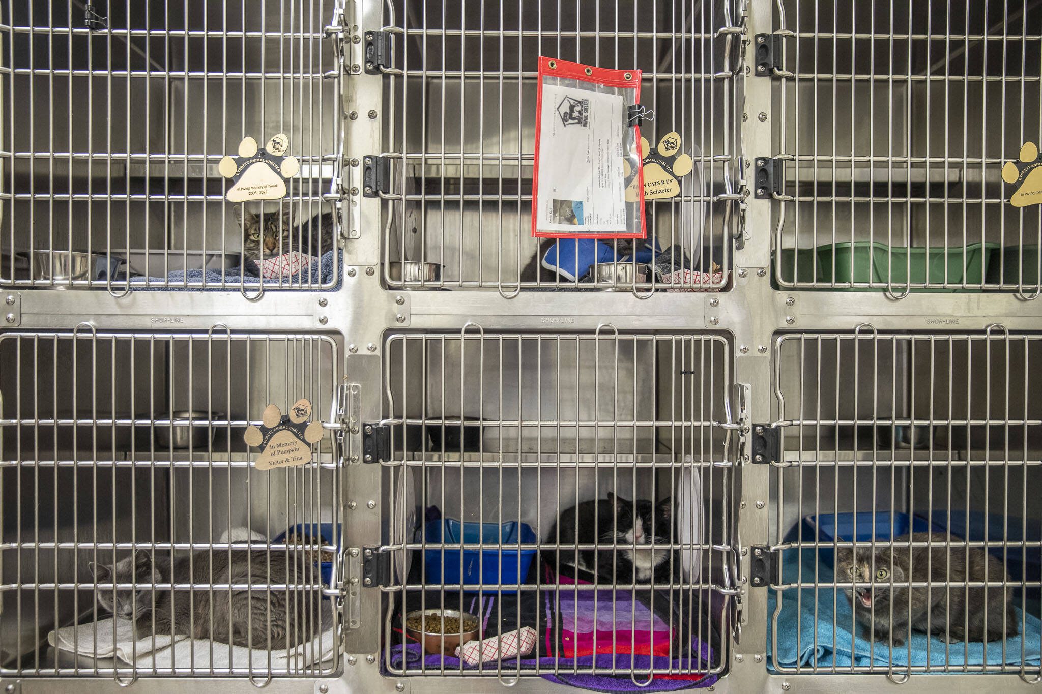 A handful of sick cats lay in their separate kennels as they are treated with medications to get them healthy so they can be put up for adoption on Wednesday, Sept. 27, 2023 in Everett, Washington. (Olivia Vanni / The Herald)