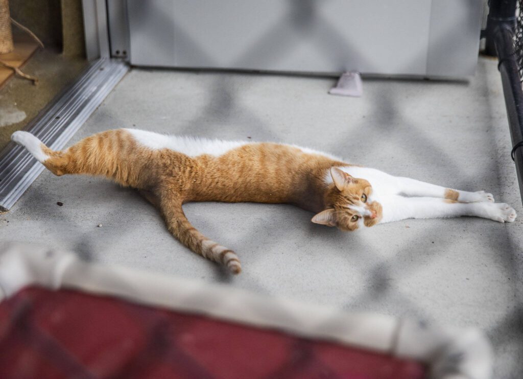Butter, one of the longer residents of the Everett Animal Shelter, stretches in his outdoor patio on Wednesday, Sept. 27, 2023 in Everett, Washington. Butter is a shelter staff favorite and will be anyones friend. Butter suffers from urinary crystals but will have his prescription food paid for a year for whoever adopts him. (Olivia Vanni / The Herald)
