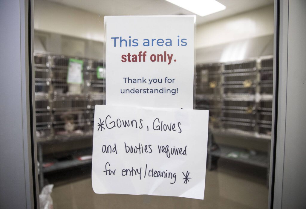 A sign outside of a makeshift sick cat room alerts staff to wear sterile coverings when entering the room to keep all animals healthy and to not spread any sickness on Wednesday, Sept. 27, 2023 in Everett, Washington. (Olivia Vanni / The Herald)
