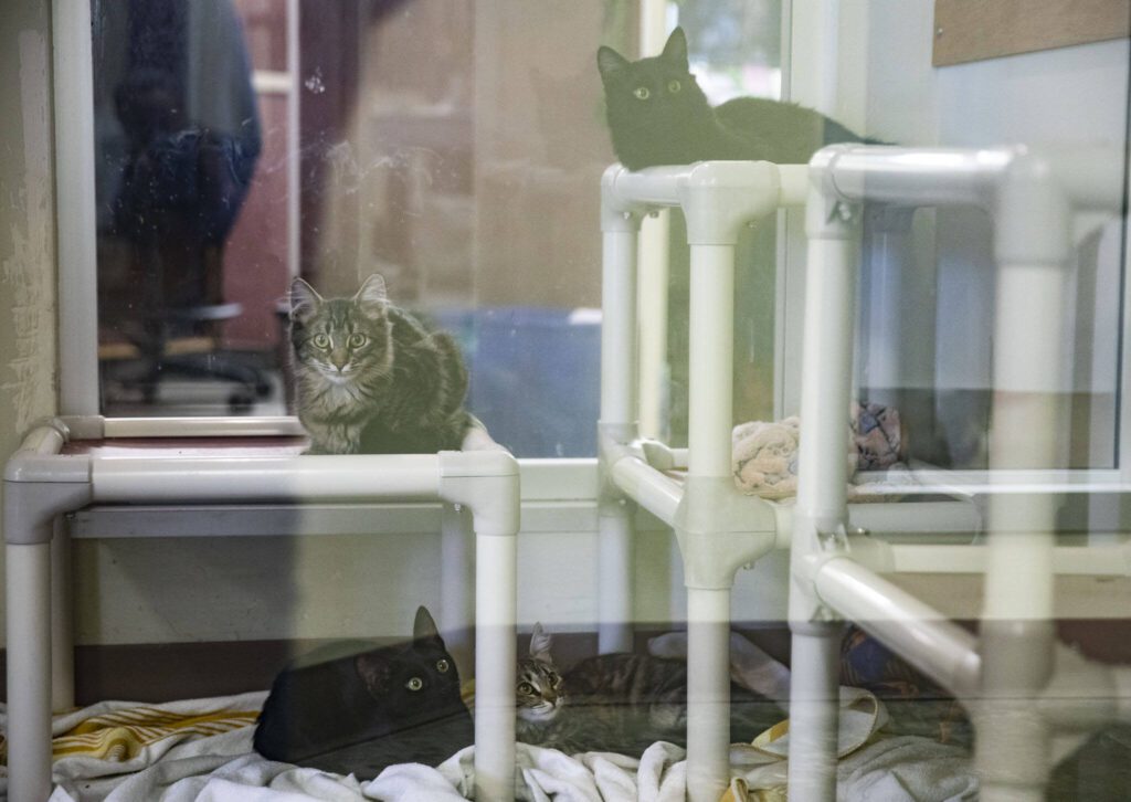 A pod of young kittens, Bronze, Tungsten, Zinc and Aluminum watch as Everett Animal Shelter staff members walk by on Wednesday, Sept. 27, 2023 in Everett, Washington. All four kittens are currently available for adoption. (Olivia Vanni / The Herald)
