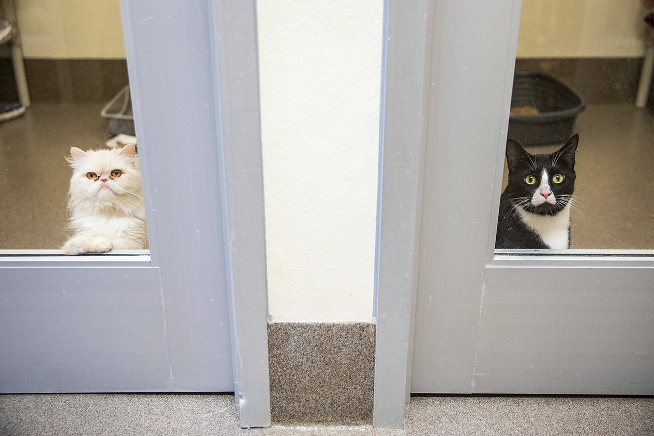 Fancy, left, and Pimento, right, both look out of their separate cat pods at the Everett Animal Shelter on Wednesday, Sept. 27, 2023 in Everett, Washington. (Olivia Vanni / The Herald)