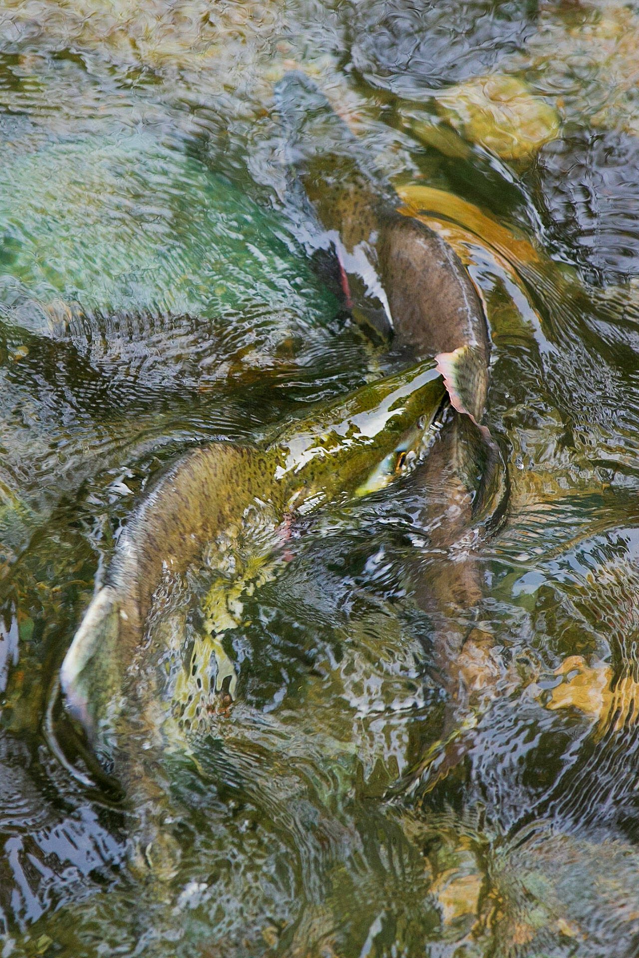 Two pink salmon tussle as they swim upstream in a small channel of the Sultan River at Osprey Park on Friday, Oct. 6, 2023, in Sultan, Washington. (Ryan Berry / The Herald)