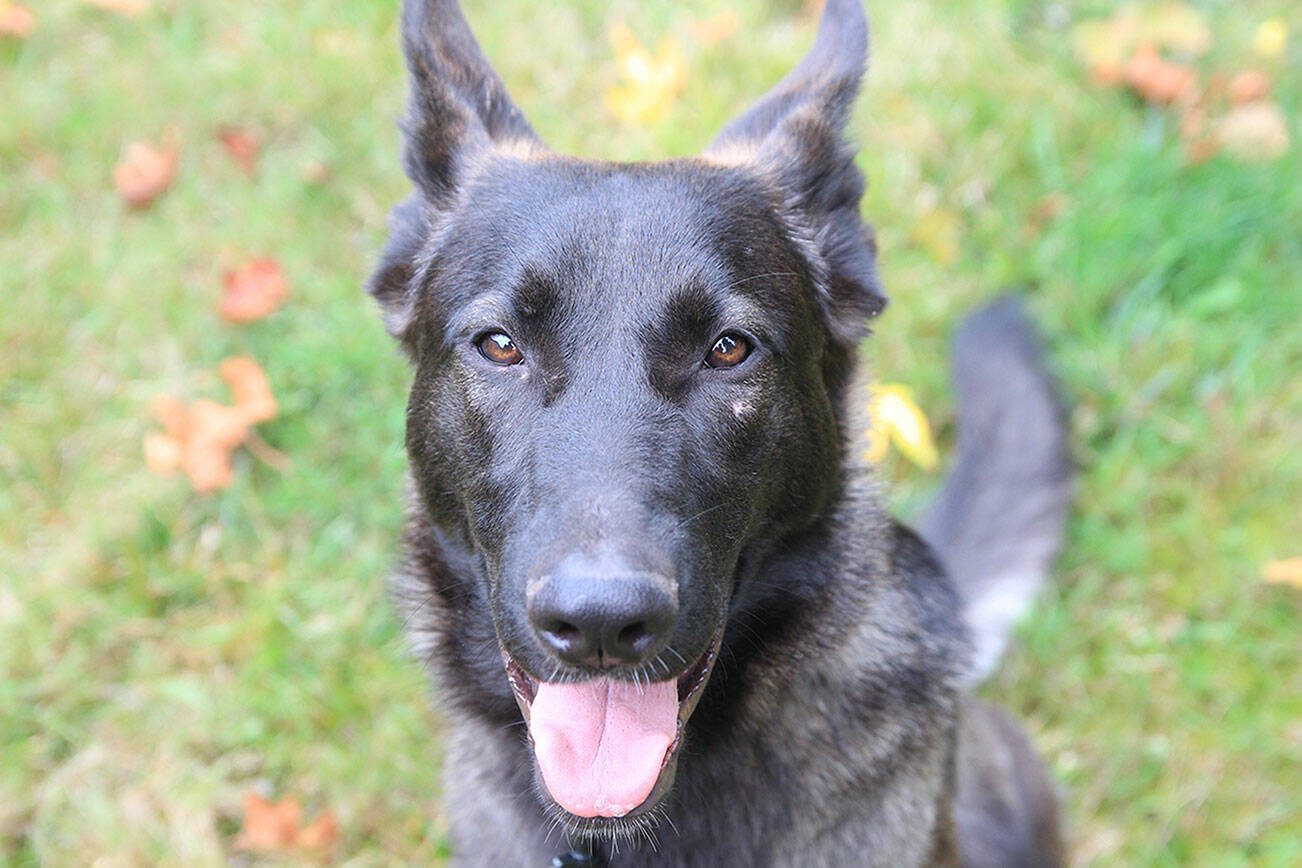 Ash was rescued along with Dexter, just before his euthanasia date. (Luisa Loi / Whidbey News-Times)