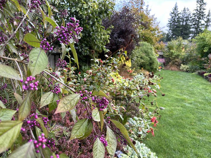 Bright purple beautyberries bring a pop of color to the autumn garden. (Submitted photo)