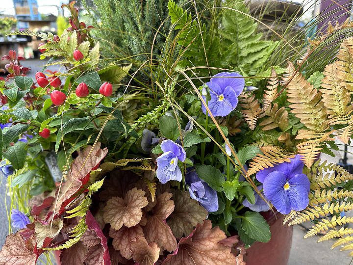 It is time to change out our containers by removing those summer annuals and replacing them with winter hardy perennials. (Submitted photo)
