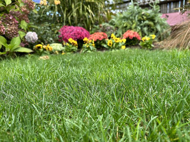 One saving grace of these early rains is that our lawns are waking up from their summer dormancy. (Submitted photo
