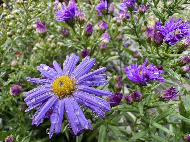 When it comes to perennials, there are still some late bloomers that look great, including asters like these. (Submitted photo)
