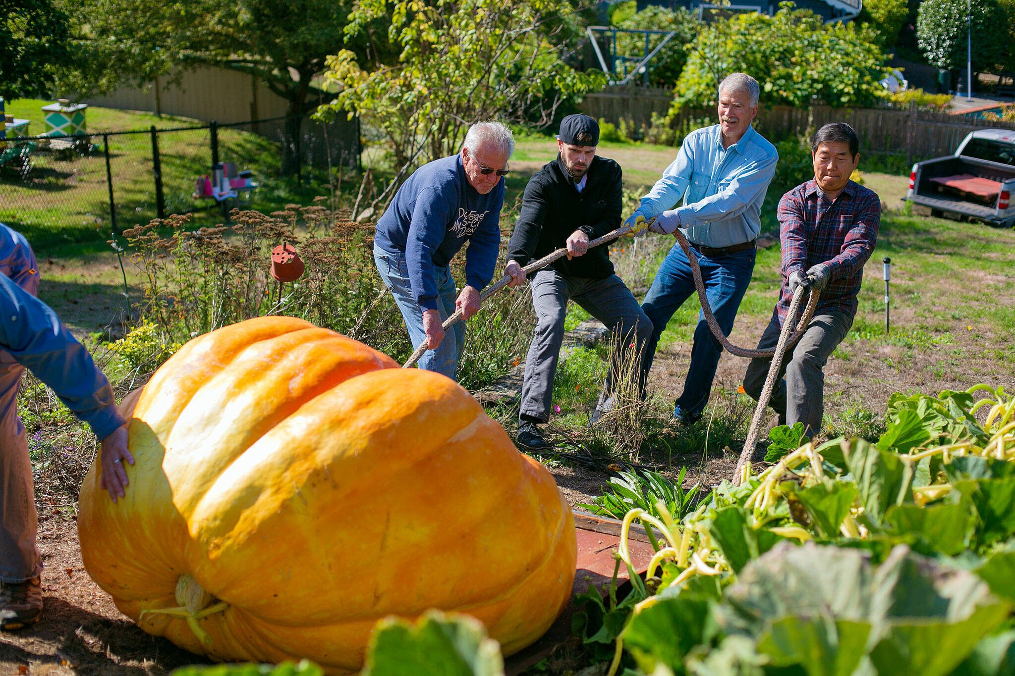 Ross Haddow, second from right, receives some help pulling a giant pumpkin downhill from his garden to his truck on Saturday, Sept. 30, 2023, at his home in Edmonds, Washington. It took the help of nearly a dozen friends, neighbors and family members to get the gargantuan gourd into the bed of Haddow’s truck. The pumpkin was to be weighed the following day at a competition in Kent, Wash., before being put on display at Shawn O’Donnell’s Irish Pub on 128th Street SE in Everett through the end of October. (Ryan Berry / The Herald)