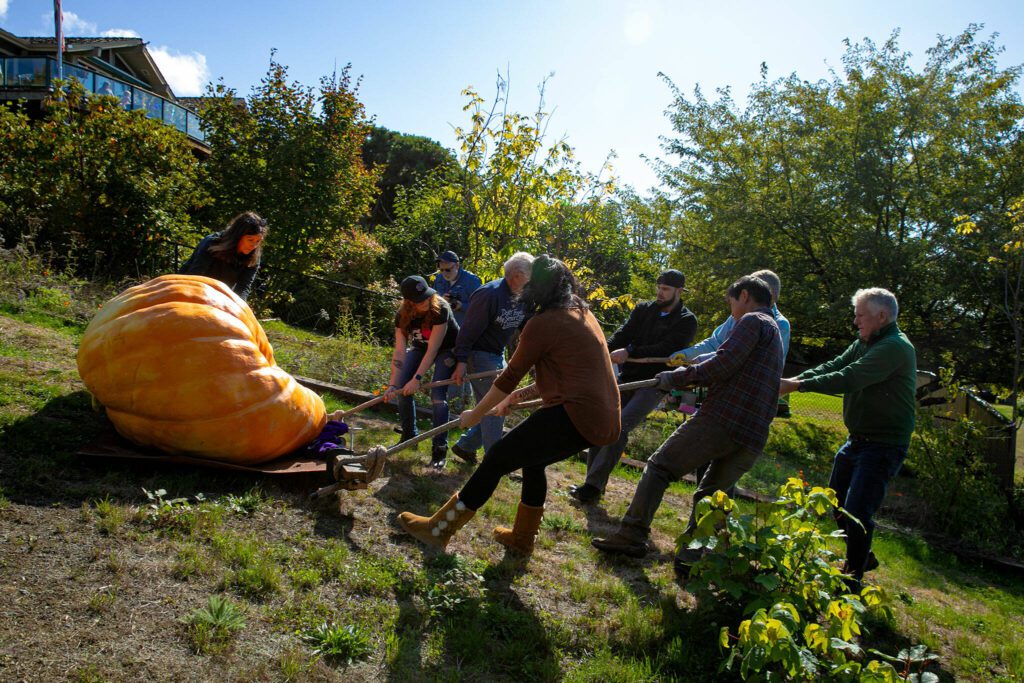 Ross Haddow’s giant pumpkin, which is set atop a makeshift sled, is pulled carefully through his yard to the bed of his pickup truck approximately three stories downhill from where it had been growing Saturday, Sept. 30, 2023, in Edmonds, Washington. Haddow places his pumpkins on mats while they are growing both to protect them from too much moisture and so that they can be moved when weigh-in season comes. (Ryan Berry / The Herald)
