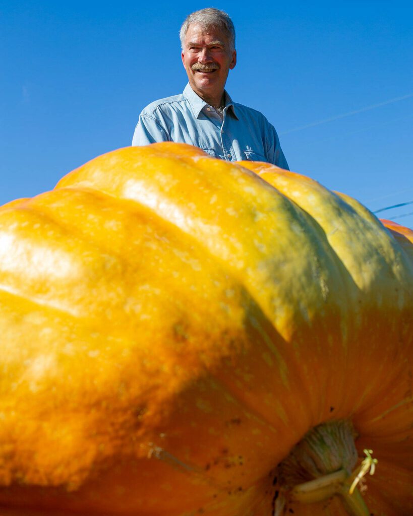 Ross Haddow sits triumphantly atop his pickup truck after successfully getting this year’s giant pumpkin into the truck bed on Saturday, Sept. 30, 2023, at his home in Edmonds, Washington. (Ryan Berry / The Herald)

