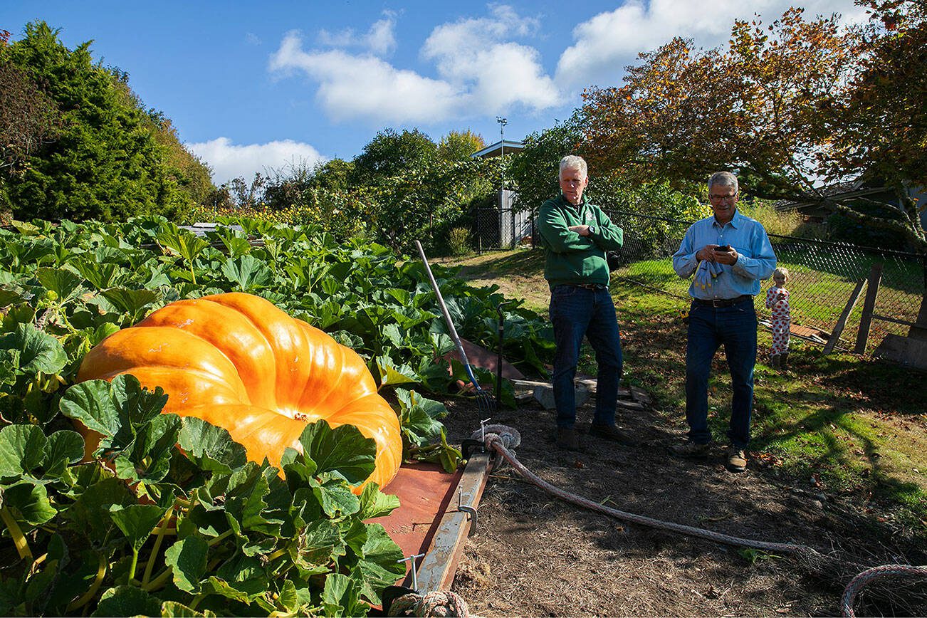 Ross Haddow, right, stands alongside fellow Rotary Club member Shawn O’Donnell, left, as the two await extra hands to help move Haddow’s giant pumpkin on Saturday, Sept. 30, 2023, at Haddow’s home in Edmonds, Washington. (Ryan Berry / The Herald)