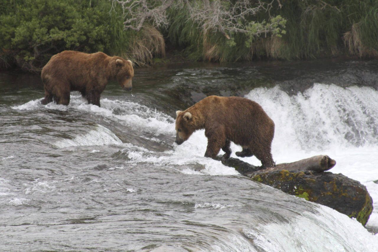 Two brown bears look for salmon at Brooks Falls at Katmai National Park and Preserve in Alaska in July, 2013. Alaska’s most watched popularity contest, Fat Bear Week, allows webcam viewers to pick their favorite bears that have been fattening up for winter on salmon. Brown bears and grizzlies are from the same species, but grizzlies are considered a separate subspecies. (Mark Thiessen / Associated Press File)