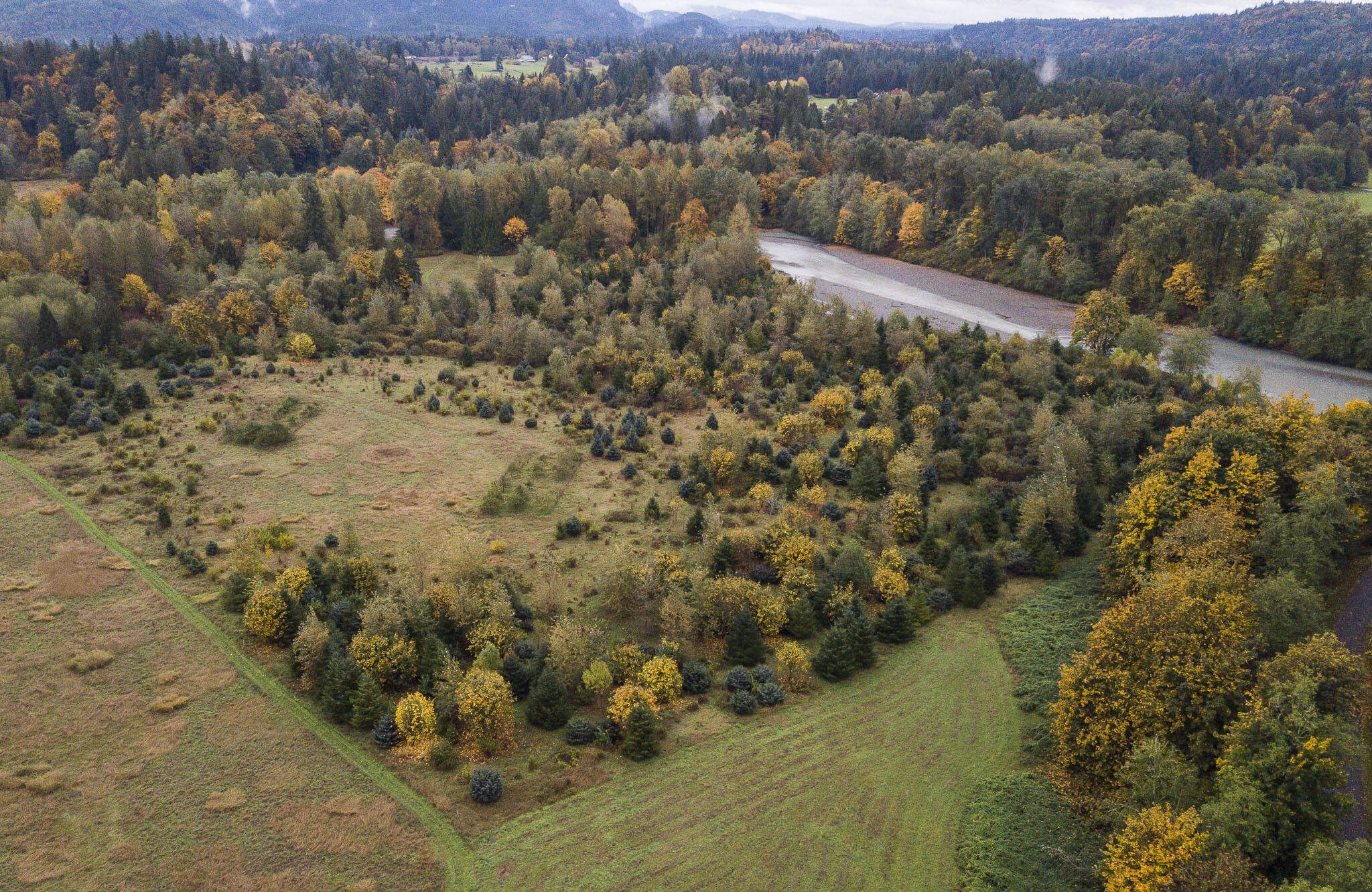 One of the Stillaguamish Tribe’s salmon habitat restoration projects off of Moran Road on Monday, Oct. 16, 2023 in Arlington, Washington. (Olivia Vanni / The Herald)