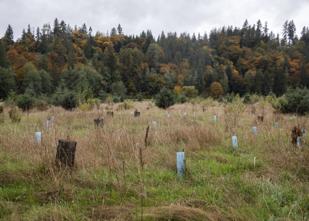 The site of some recently planted trees at one of the Stillaguamish Tribe’s salmon habitat restoration projects off of Moran Road on Monday, Oct. 16, 2023 in Arlington, Washington. (Olivia Vanni / The Herald)
