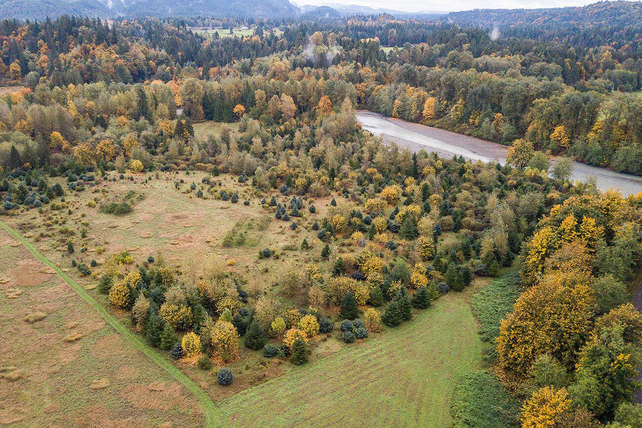 One of the Stillaguamish Tribe’s salmon habitat restoration projects off of Moran Road on Monday, Oct. 16, 2023 in Arlington, Washington. (Olivia Vanni / The Herald)