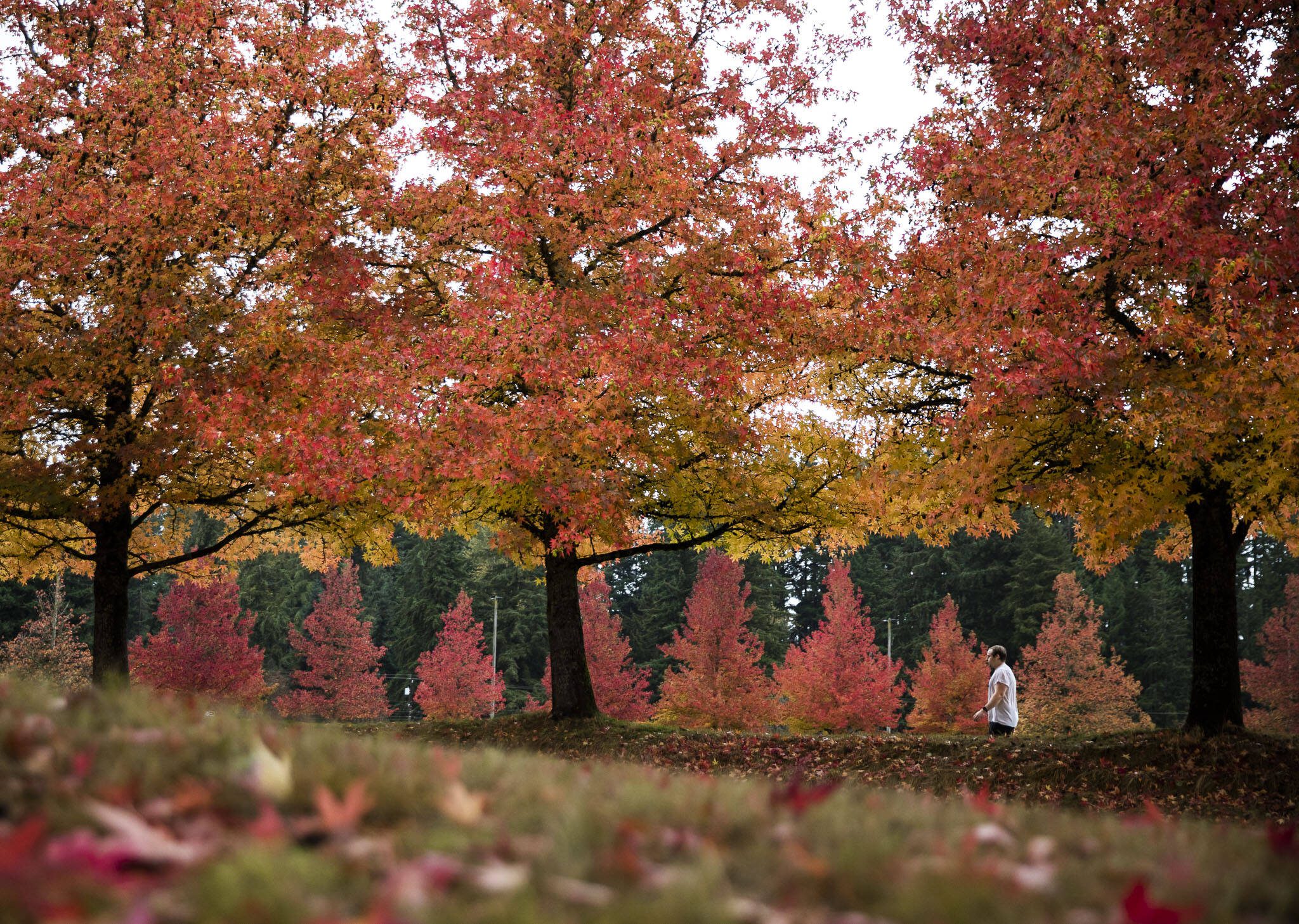 A man walks around McCollum Pioneer Park surrounded by fall colors on Monday, Oct. 31, 2022, in Everett, Washington. (Olivia Vanni / The Herald)
A man walks around McCollum Pioneer Park surrounded by fall colors on Monday, Oct. 31, 2022, in Everett, Washington. (Olivia Vanni / The Herald)