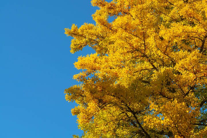 Ginko yellow leaves during autumn season with clear blue sky
