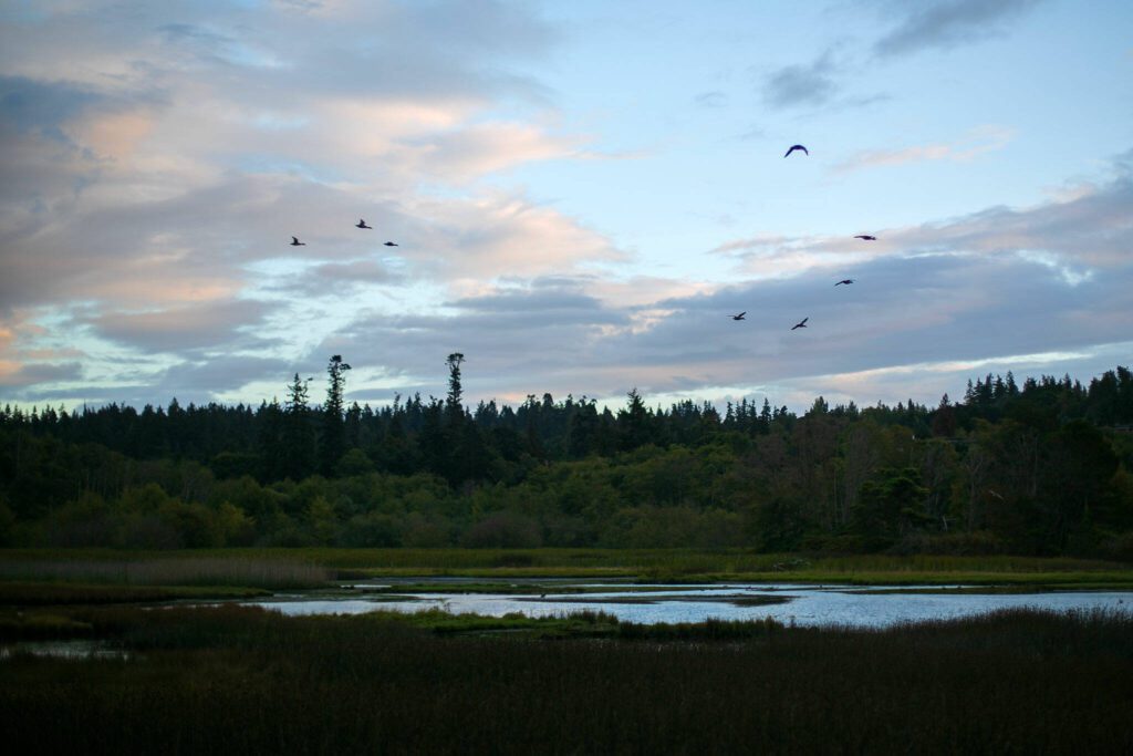 Waterfowl arrive at the Edmonds Marsh as the sun sets on Tuesday, Sept. 19, 2023, in Edmonds, Washington. (Ryan Berry / The Herald)
