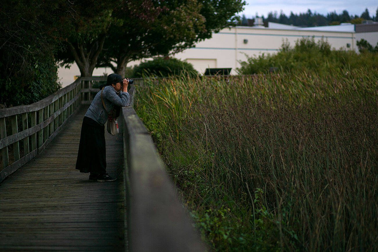 A birder watches waterfowl with a pair of binoculars at the Edmonds Marsh on Tuesday, Sept. 19, 2023, in Edmonds, Washington. (Ryan Berry / The Herald)