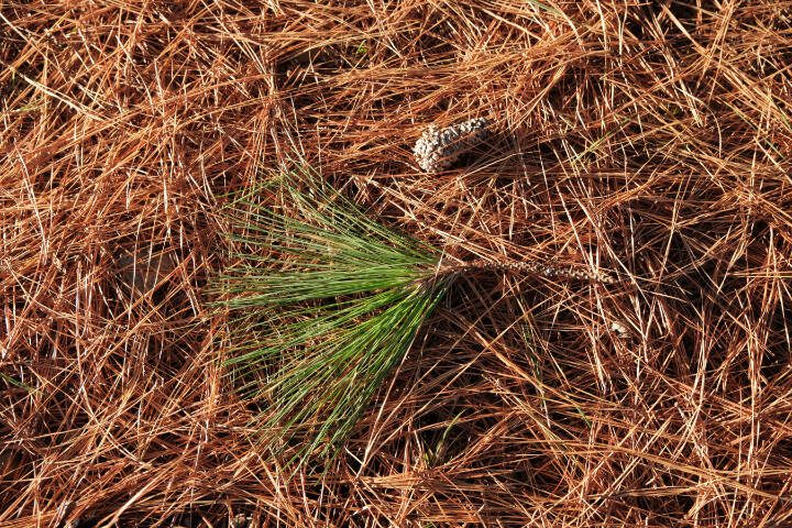 All those fallen needles can suppress weed growth and insulate the soil. But they can also repel moisture from penetrating the soil, which can present its own challenges. (Getty Images)