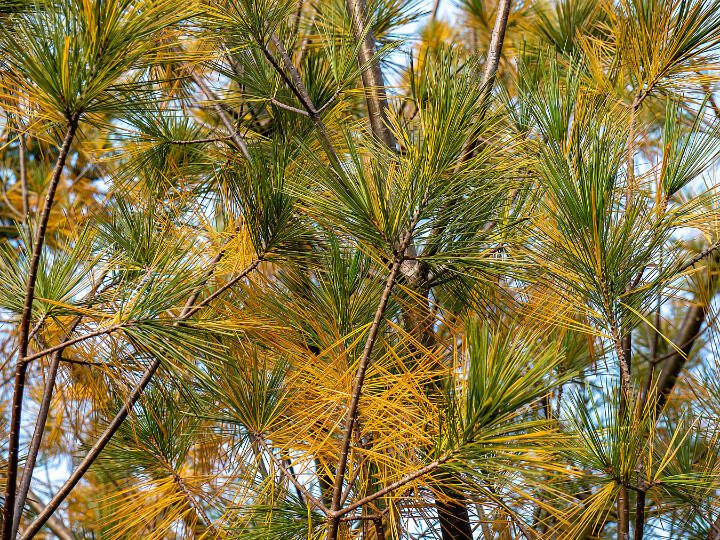 Yellowing or browning on the tips of the branches rather than toward the interior means your evergreen is experiencing problems — which could be insects or diseases or, more likely, drainage issues. (Getty Images)
