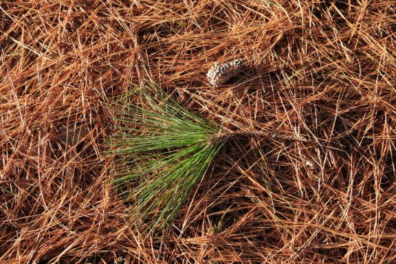 pine needles background. pine needles cover the ground in a pine park