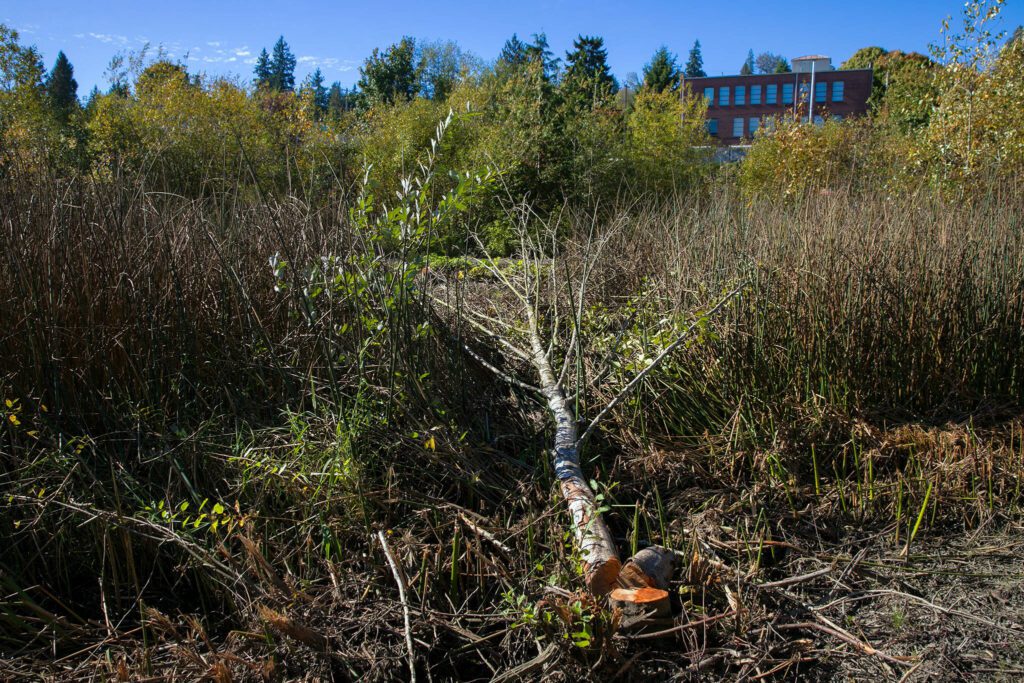 A tree lies on the ground at Lowell Riverfront Park on Wednesday, Oct. 18, 2023, in Everett, Washington. (Ryan Berry / The Herald)

