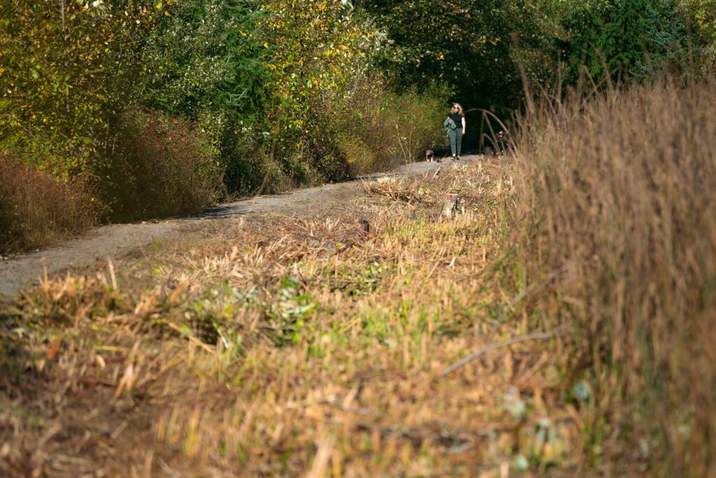 A person walks their dog along a path that was recently cleared of plant growth at Lowell Riverfront Park on Wednesday, Oct. 18, 2023, in Everett, Washington. (Ryan Berry / The Herald)
