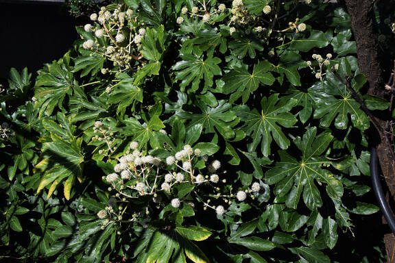 Fatsia japonica is a large leaf tree with cuts and white flowers bloom in late autumn.