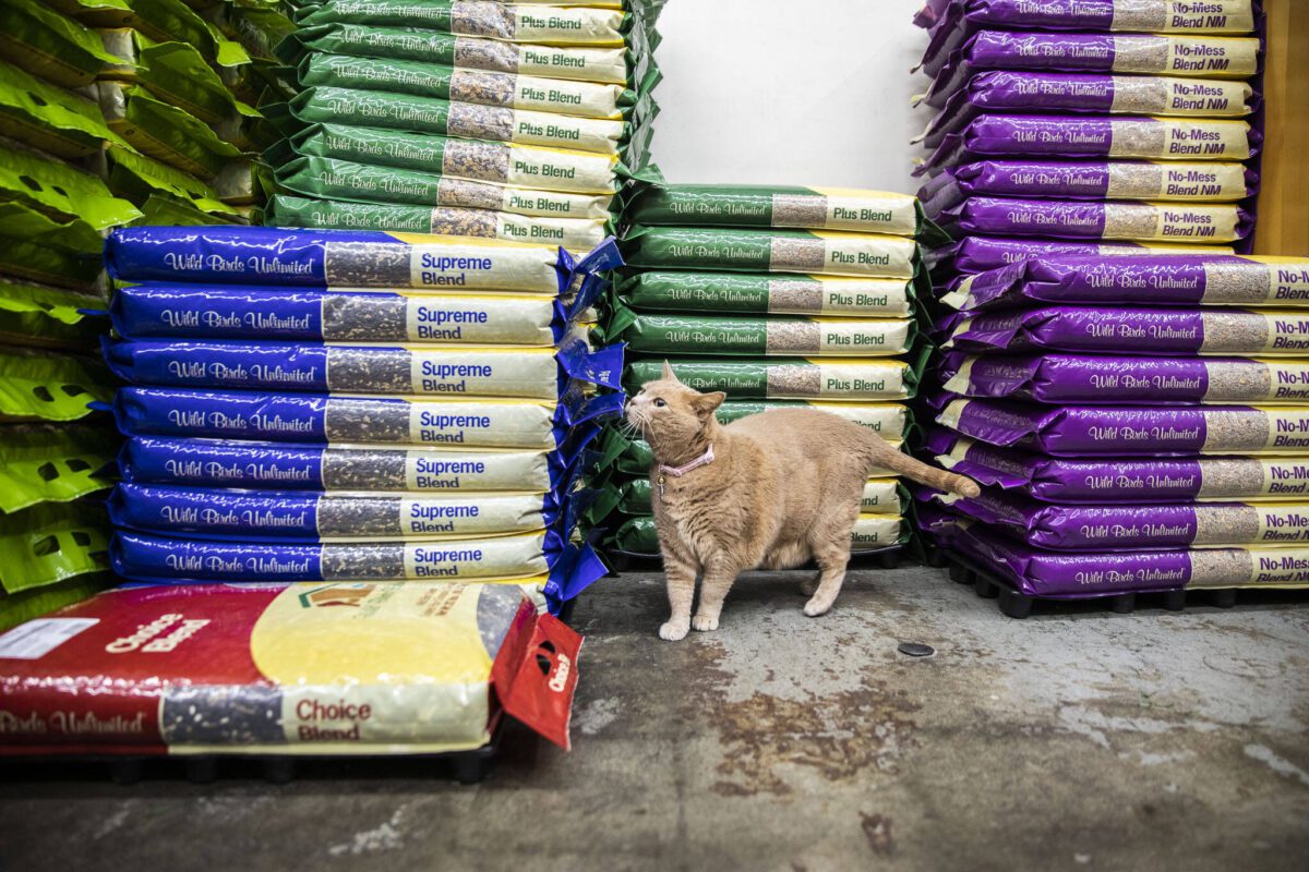 Bird and cat lovers flock to this Everett bird supply store
