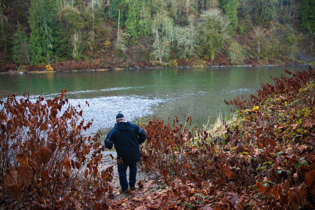 Senior Habitat Specialist Brett Gaddis scrambles down to the Skykomish River at a Sofie Road property recently purchased by the county for floodplain restoration Thursday, Nov. 16, 2023, in Monroe, Washington. (Ryan Berry / The Herald)
