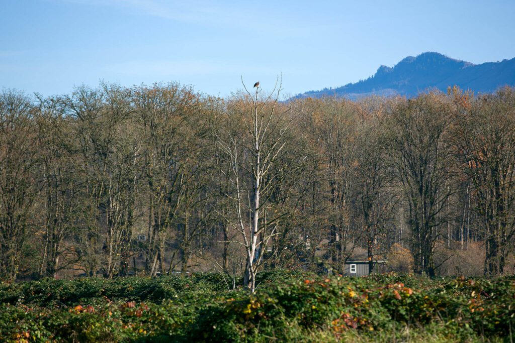 A red-tailed hawk perches at the top of a tree at a Sofie Road property purchased by the county for Skykomish River floodplain restoration on Thursday, Nov. 16, 2023, in Monroe, Washington. (Ryan Berry / The Herald)
