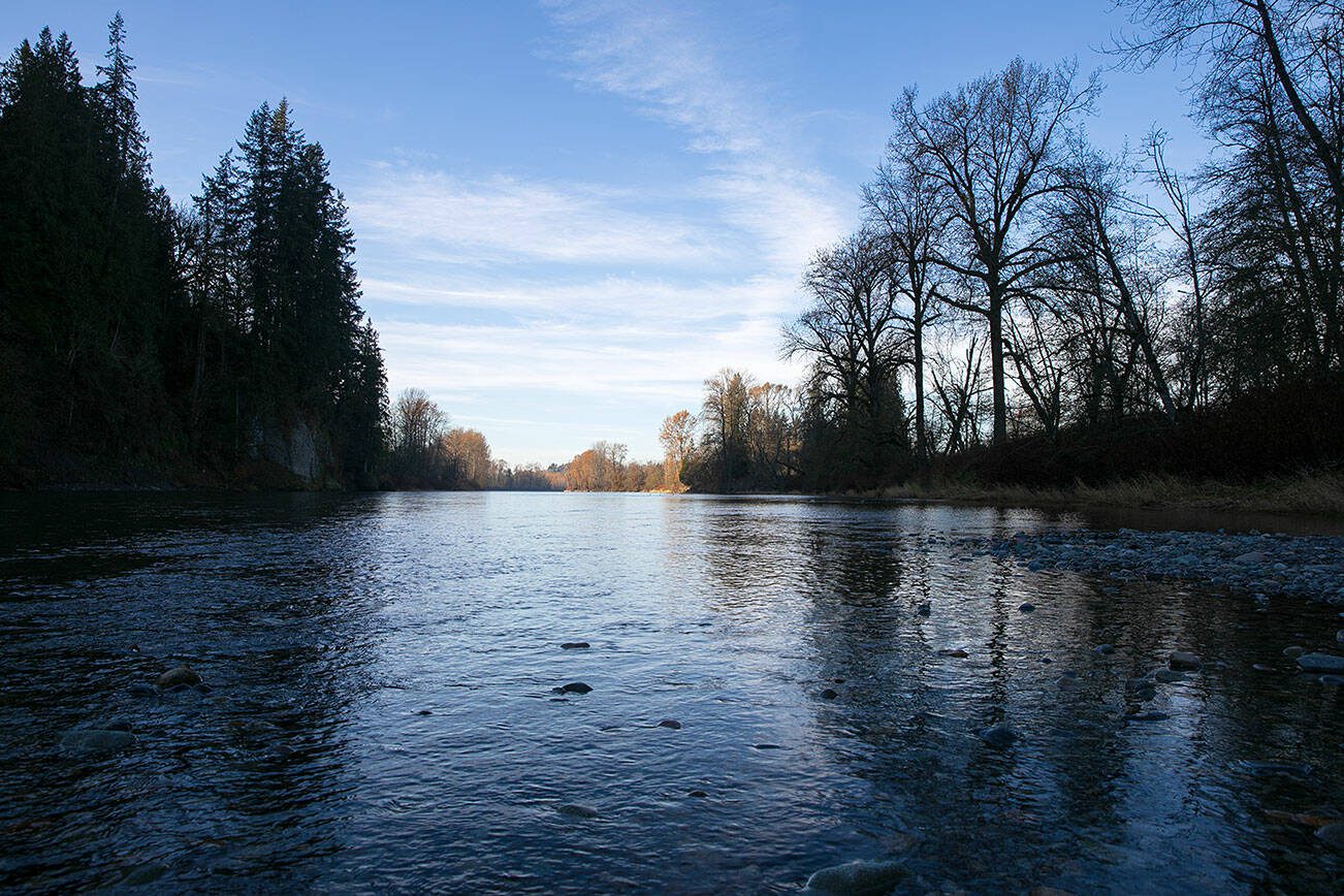 The Skykomish River flows calmly westward on Thursday, Nov. 16, 2023, in Monroe, Washington. (Ryan Berry / The Herald)