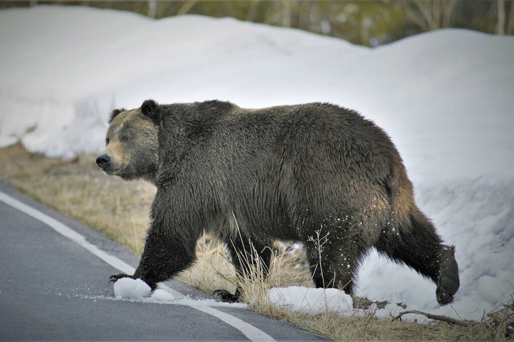 In this undated photo provided by the U.S. Fish and Wildlife Service is a grizzly bear just north of the National Elk Refuge in Grand Teton National Park, Wyo. (Joe Lieb/USFWS via AP)
