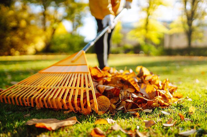 To rake or not to rake? With fall leaves, there are two kinds of ...