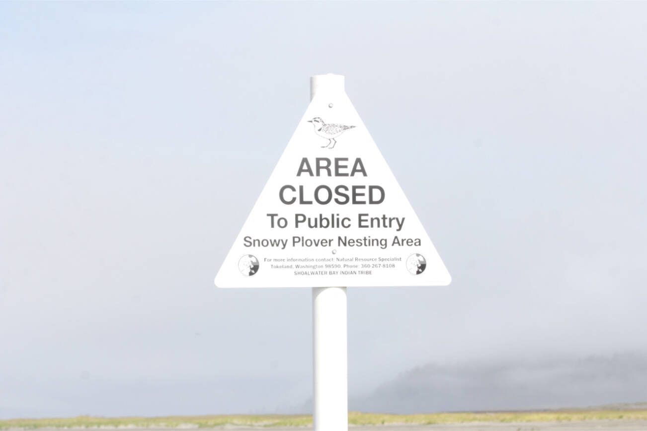 Snowy plover nesting sites are protected areas, with human foot and vehicle traffic through them forbidden. (Michael S. Lockett / Aberdeen Daily World)