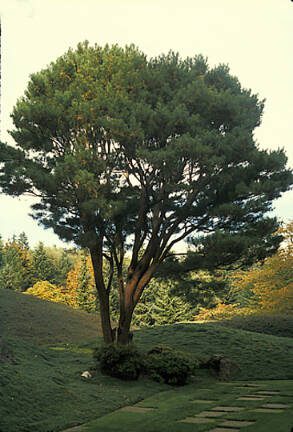 The influence of Japanese gardening permeates the Northwest landscape, and few plants evoke this Asian style as well as tanyosho pine. (Great Plant Picks)