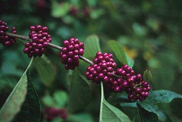 In early autumn, the open arching branches of Profusion beautyberry are loaded with clusters of glowing purple berries. (Richie Steffen)