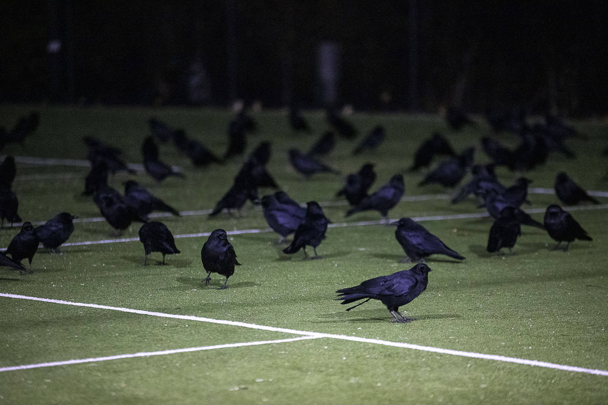 Crows gather during Crow Watch 2023 at the UW Bothell campus in Bothell, Washington on Wednesday, Nov. 15, 2023. Thousands of crows come to roost nightly. (Annie Barker / The Herald)