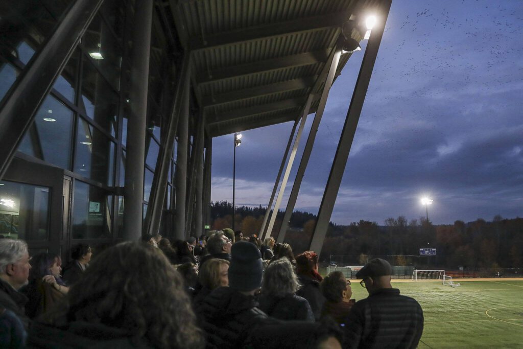 People gather for Crow Watch 2023 at the UW Bothell campus in Bothell, Washington on Wednesday, Nov. 15, 2023. Thousands of crows come to roost nightly. (Annie Barker / The Herald)
