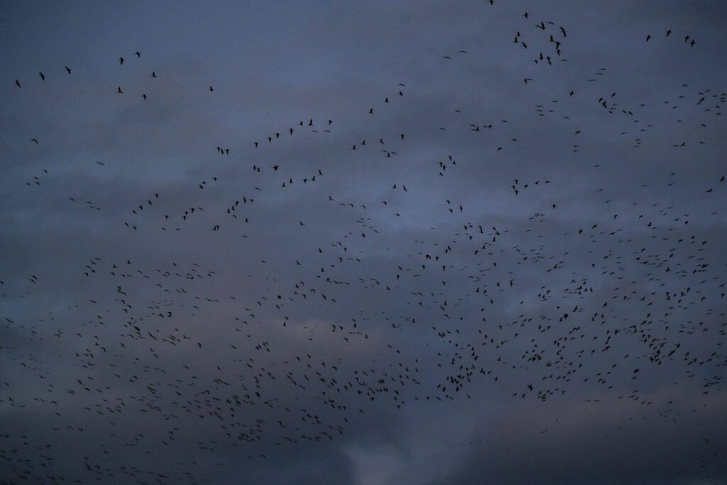 Crows and geese gather during Crow Watch 2023 at the UW Bothell campus in Bothell, Washington on Wednesday, Nov. 15, 2023. Thousands of crows come to roost nightly. (Annie Barker / The Herald)
