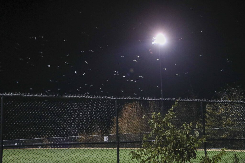 Crows gather during Crow Watch 2023 at the UW Bothell campus in Bothell, Washington on Wednesday, Nov. 15, 2023. Thousands of crows come to roost nightly. (Annie Barker / The Herald)

