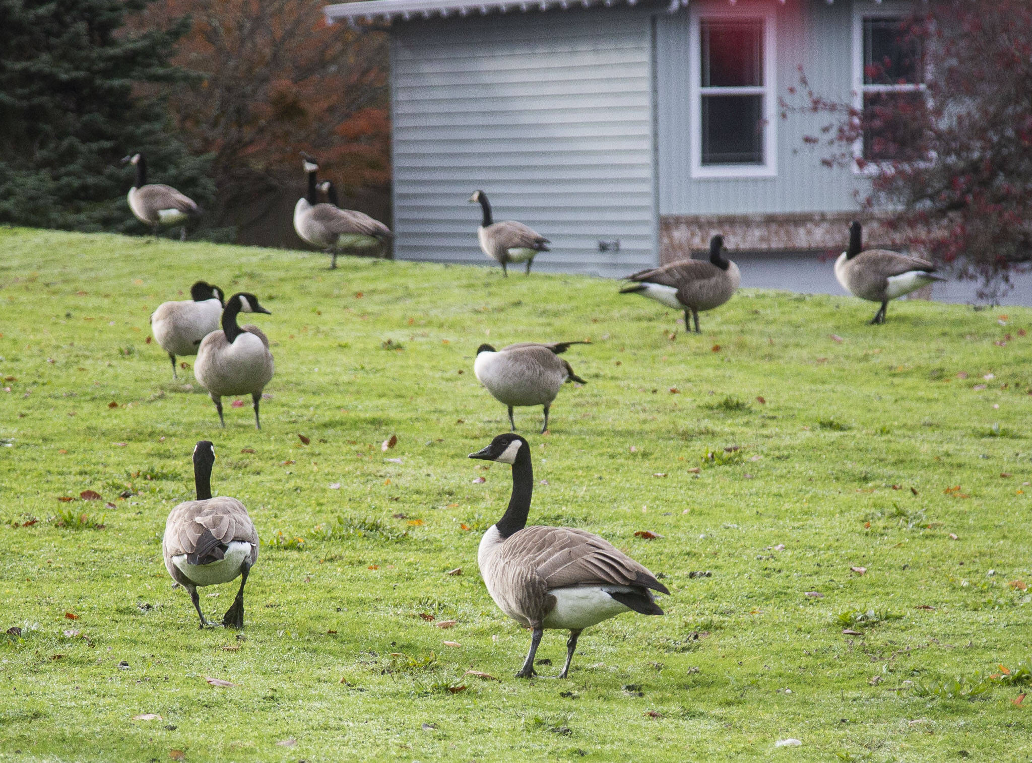 A gaggle of geese graze outside of Edmonds United Methodist Church on Wednesday, Nov. 15, 2023 in Edmonds, Washington. (Olivia Vanni / The Herald)