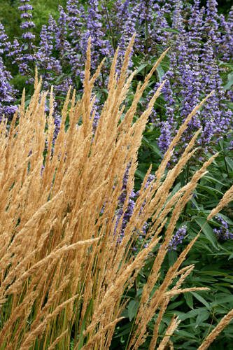 Feather reed grass grows best in full sun with well-drained or sandy soil. (Richie Steffen)